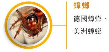 蟑螂