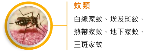 蚊類