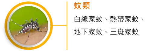 蚊類