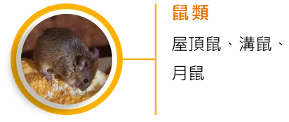 鼠類