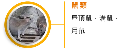 鼠類